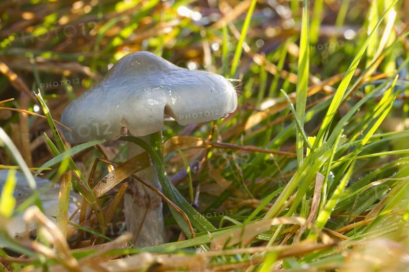 Green-blue Traeuschling