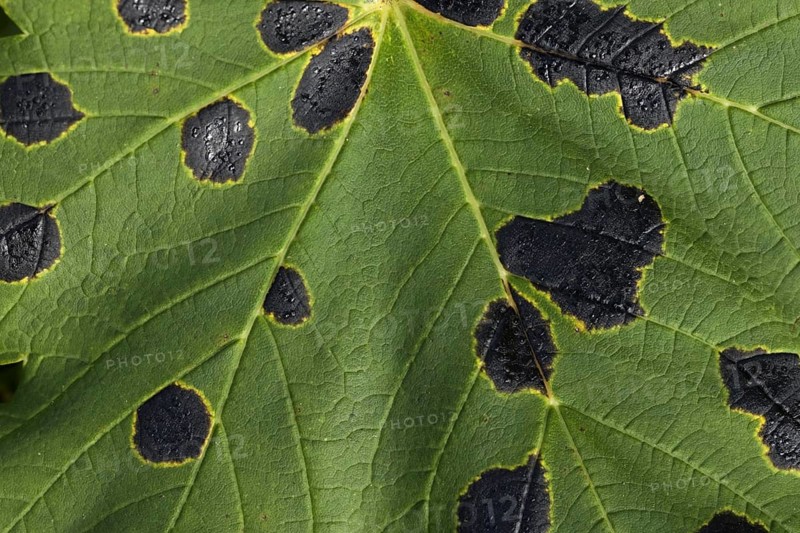 Lesions of tar spot