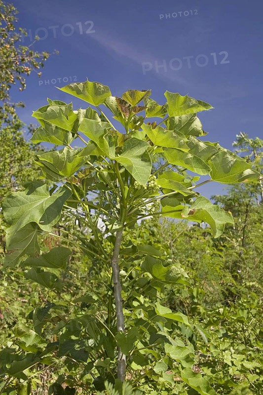 Physic poison nut