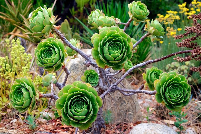 Houseleek Tree