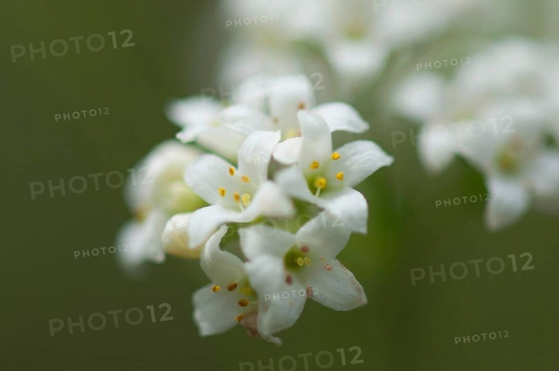 Blue-green bedstraw