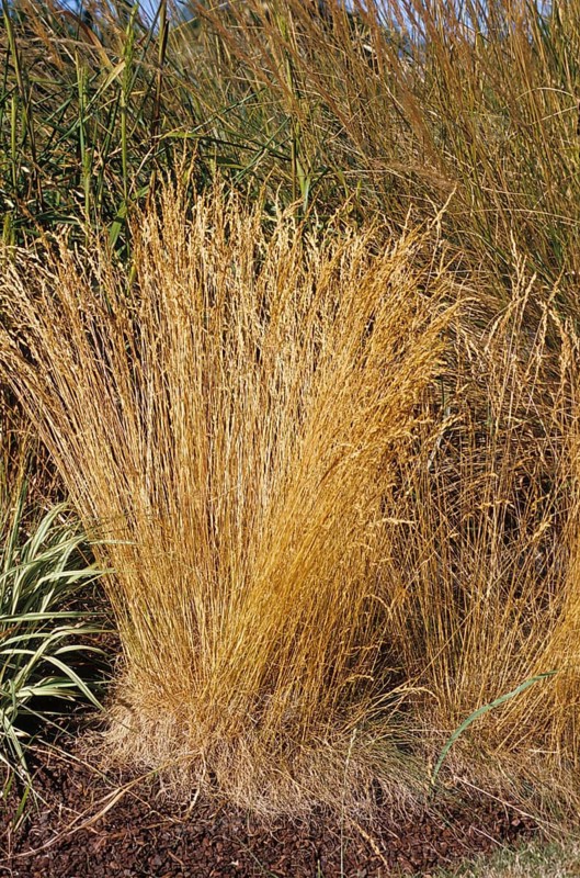 Grassless sheep's fescue