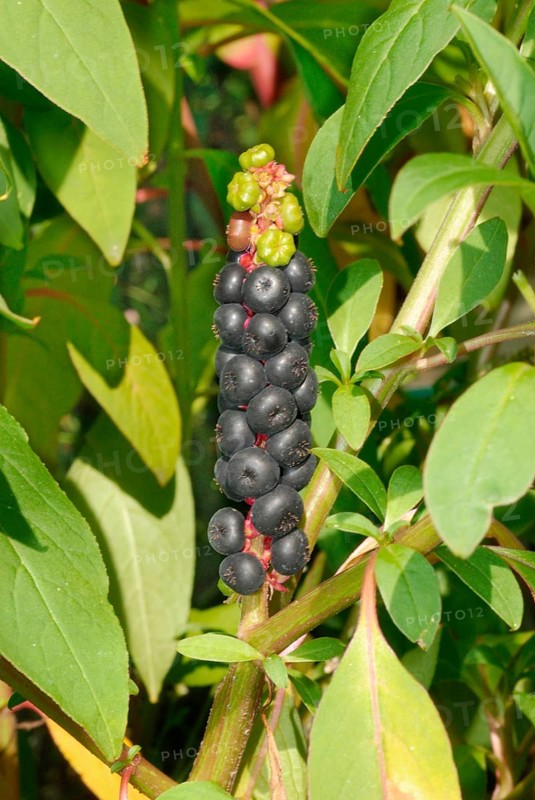 Kermesberry