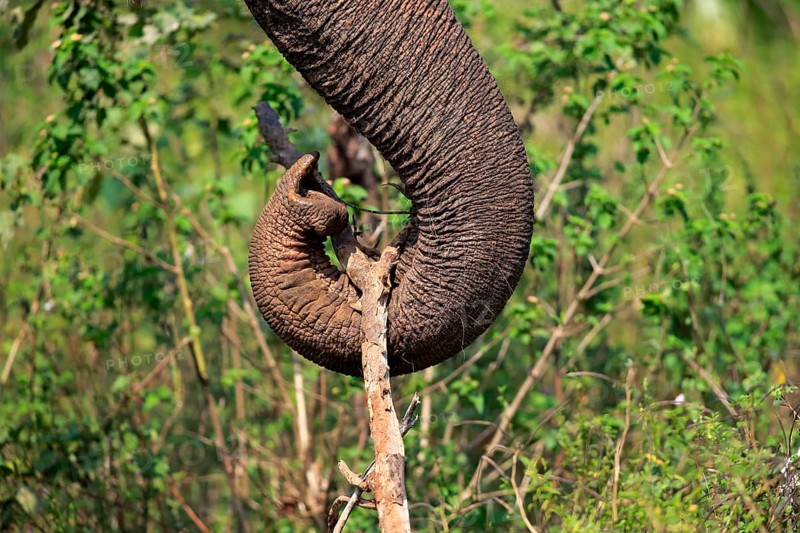 Sri Lankan elephant