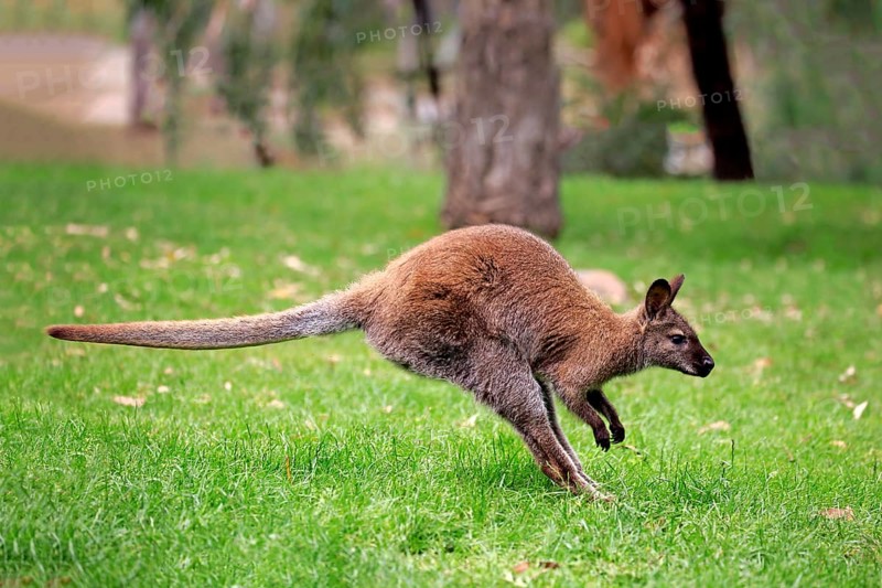 Red-necked wallaby