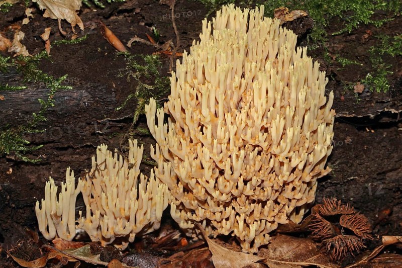 Pale coral fungus