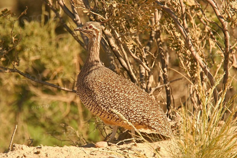 Elegant Crested Tinamou