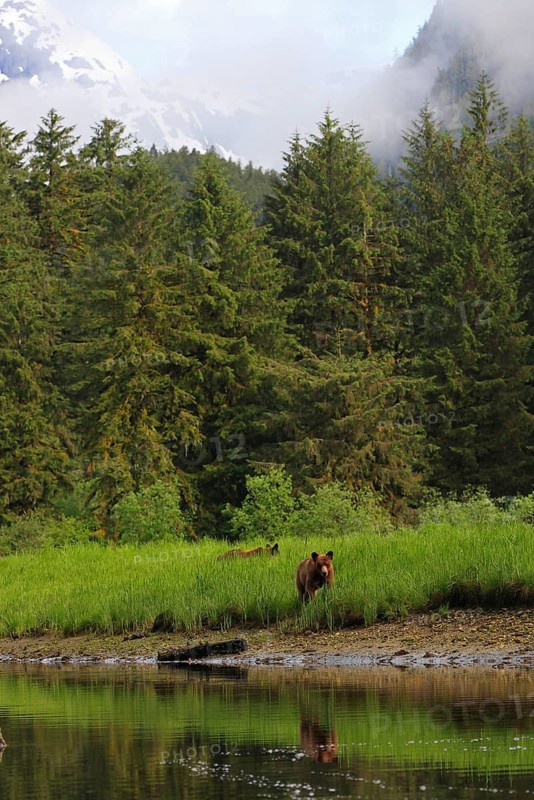 Grizzly bear