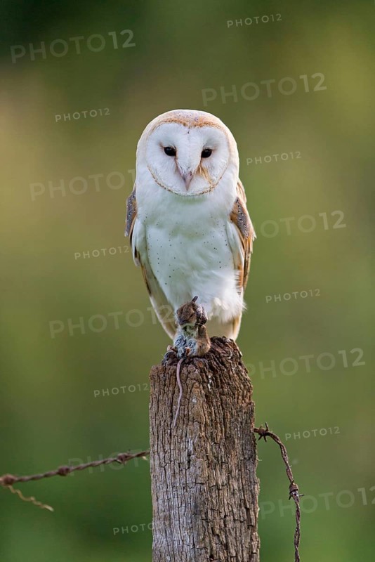 Common barn owl