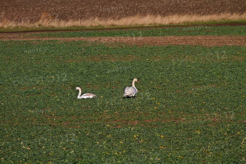 Mute Swan