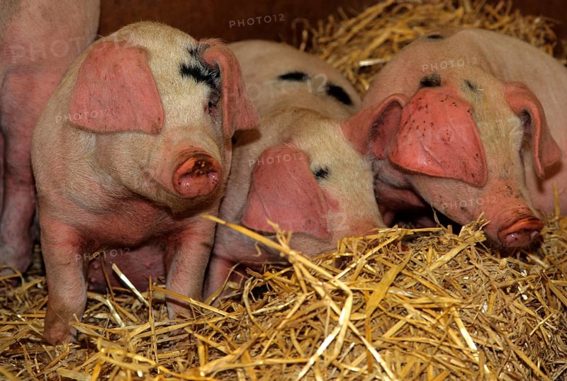Domestic pig