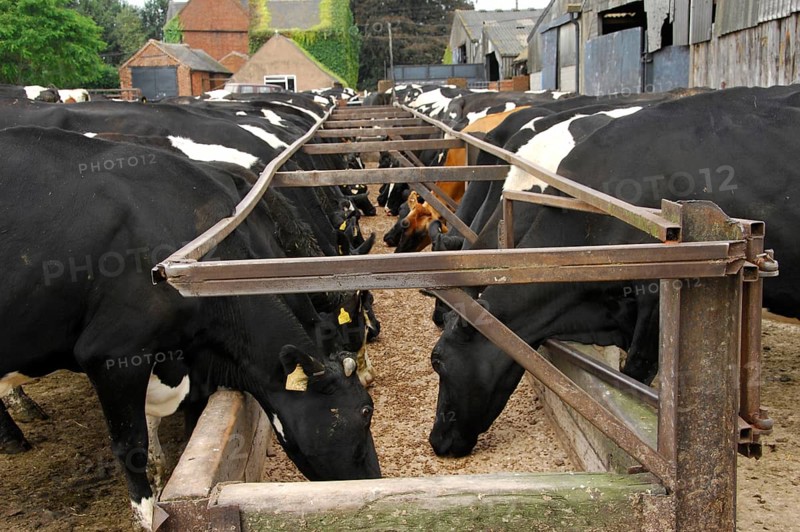 Domestic cattle