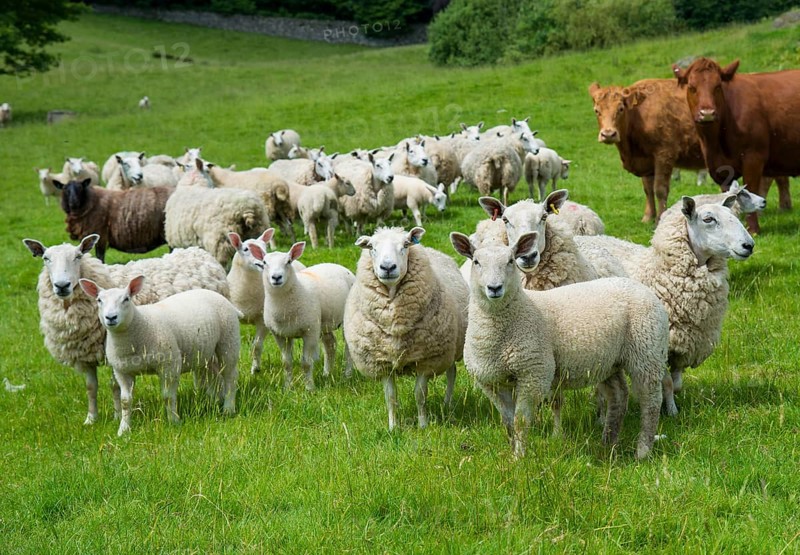Domestic Sheep