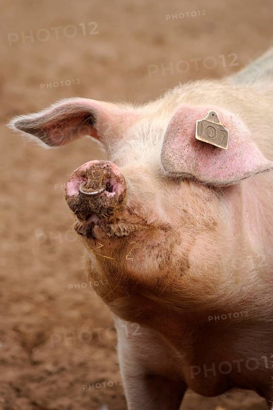 Domestic pig