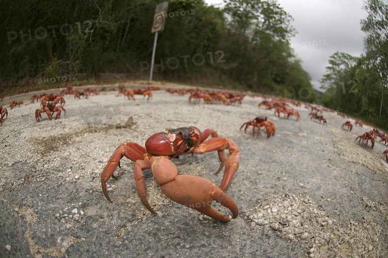 Christmas island red crab