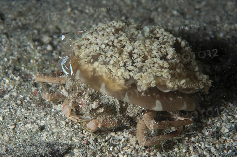 Jellyfish carrying adult crabs