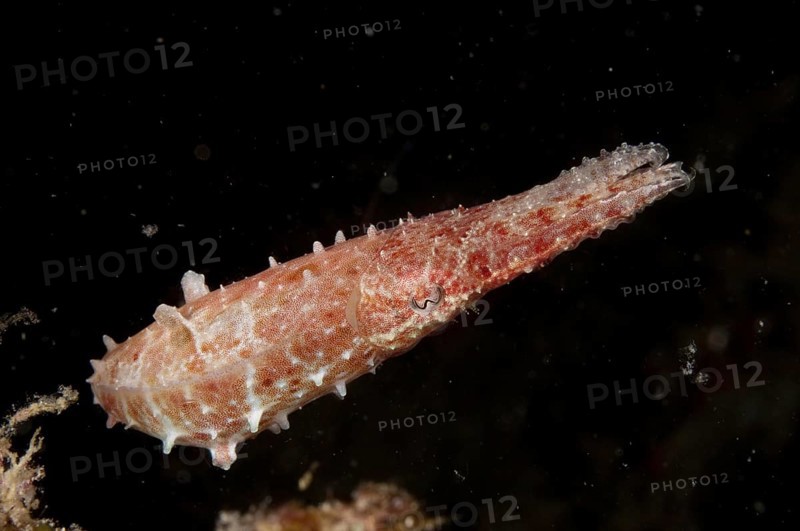 Broadclub cuttlefish