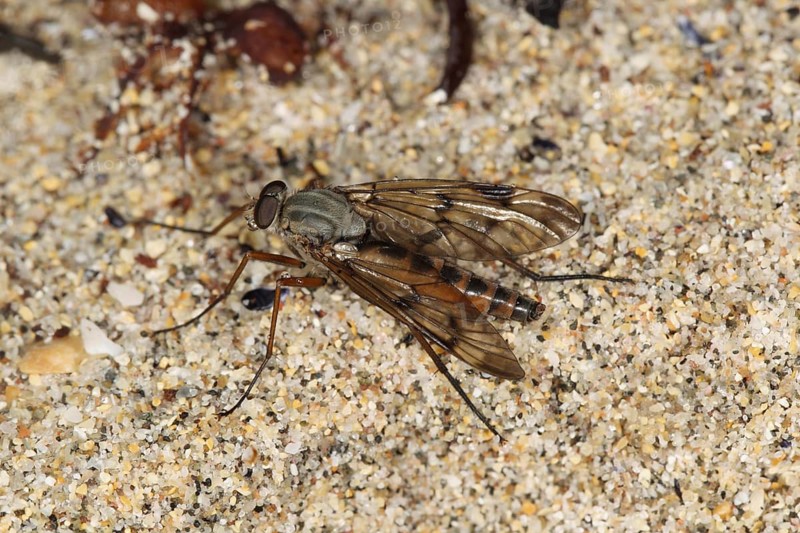 Downlooker snipe flies