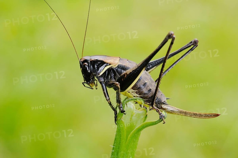 Alpine dark bush crickets