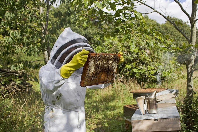 Bee keeping