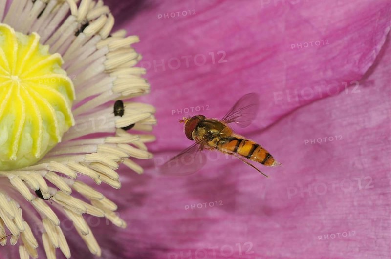 Grove hoverfly