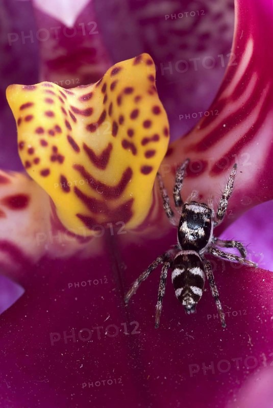 Zebra spider
