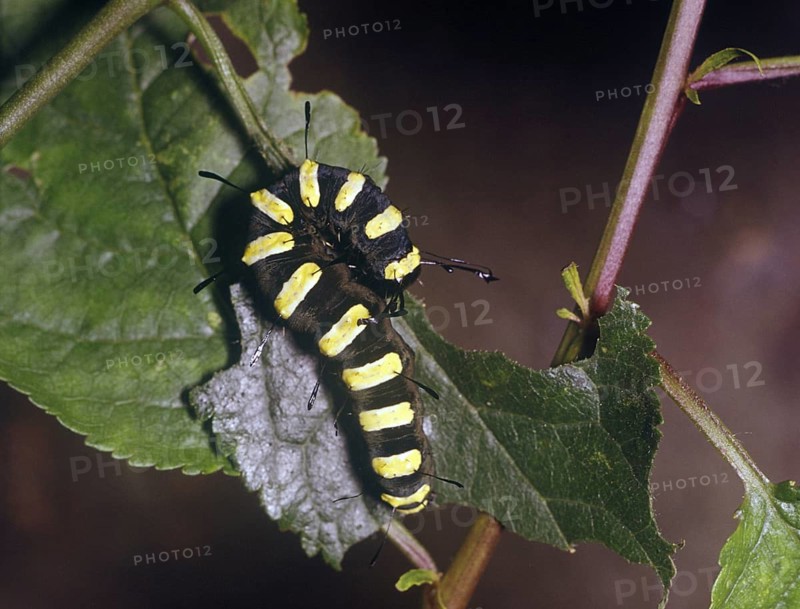 Moth