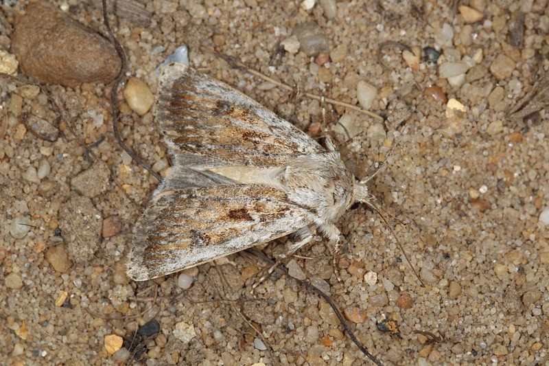 Beach Owl