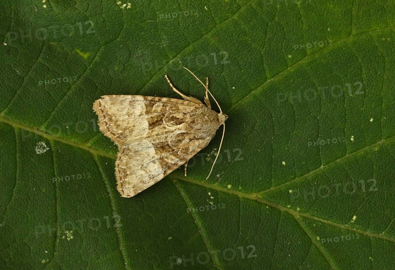 Owlet moth