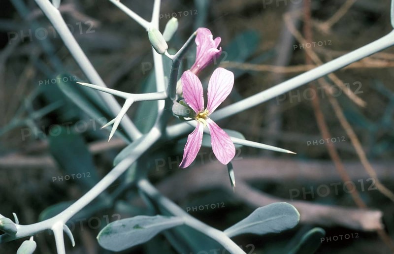 Cruciferous plant