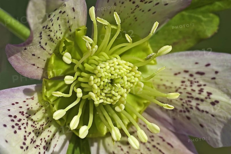 Cultivated Helleborus
