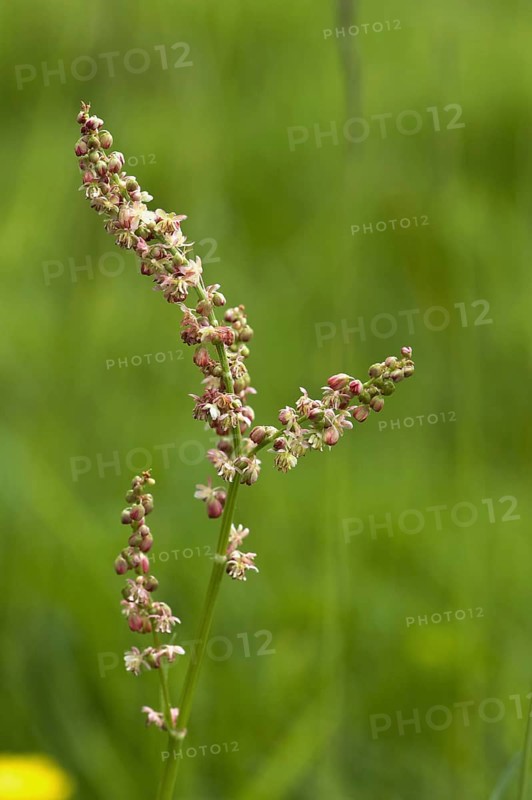 Sheep's Sorrel