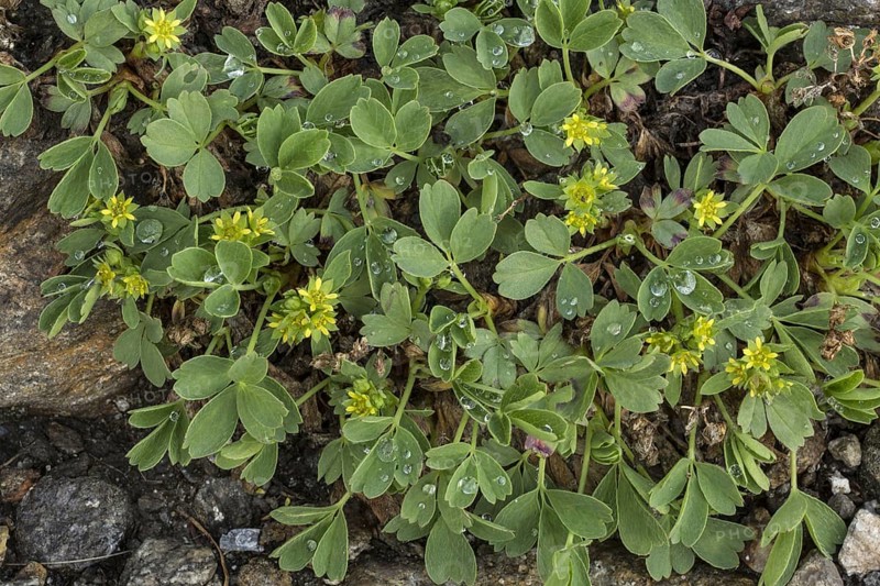 Creeping Sibbaldia