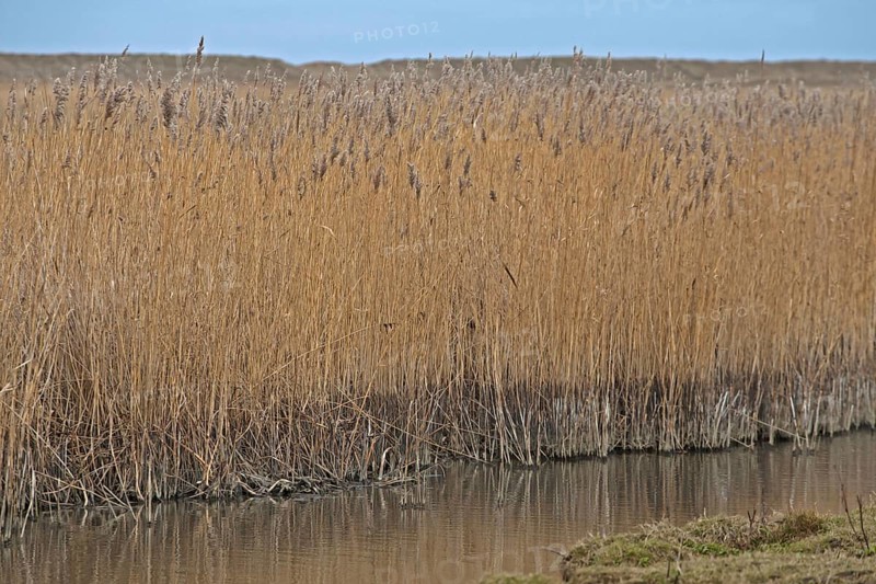 Common Reed