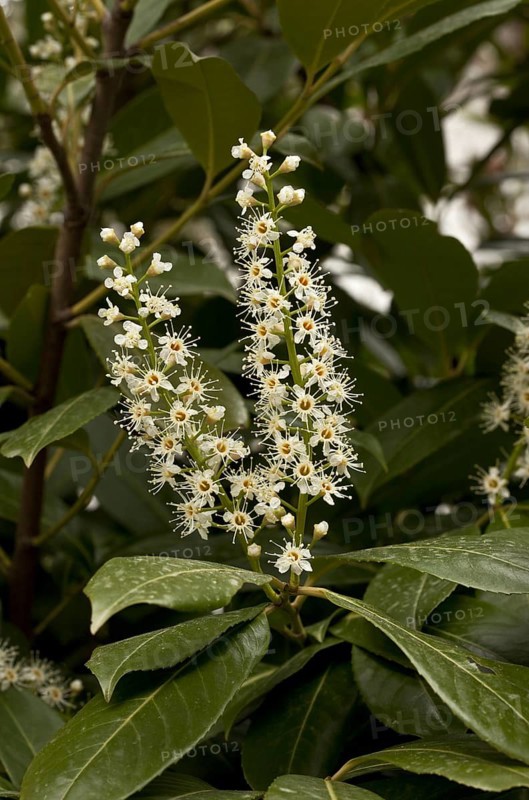 Cherry laurel