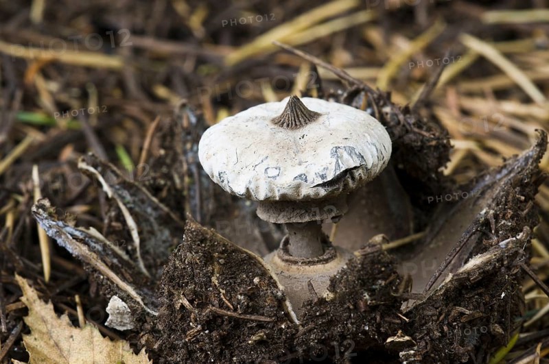 Striate Earthstar