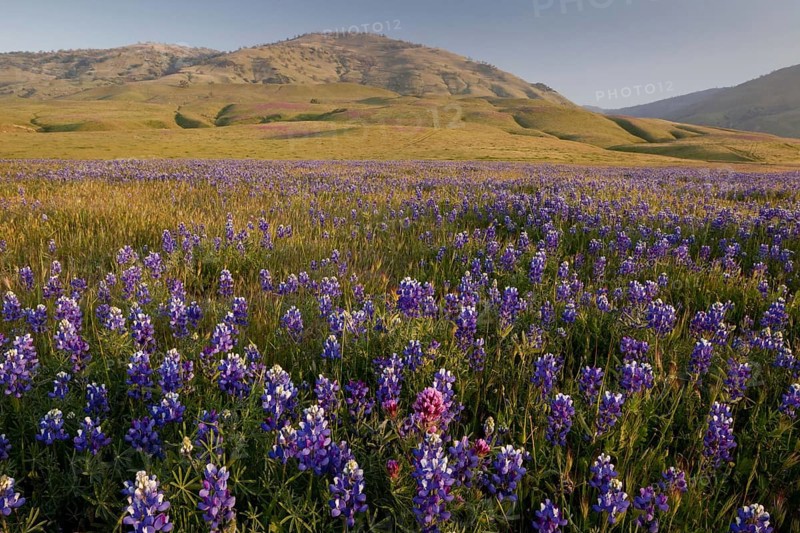 Mass of blue lupins flowering at the foot of the Tehatchapi Mountains