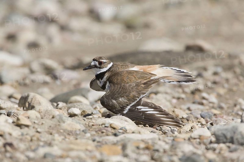 Killdeer