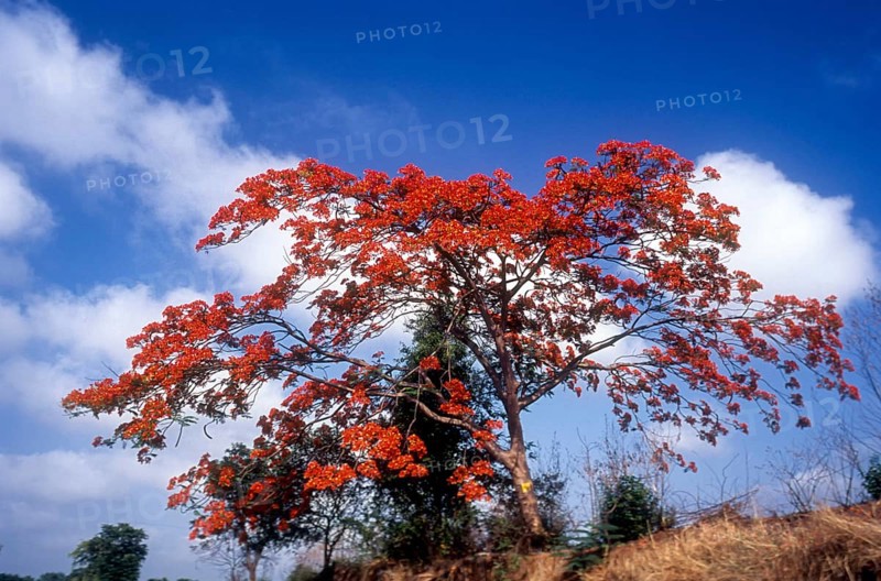 Flowering tree Gul Mohur or Royal poinciana