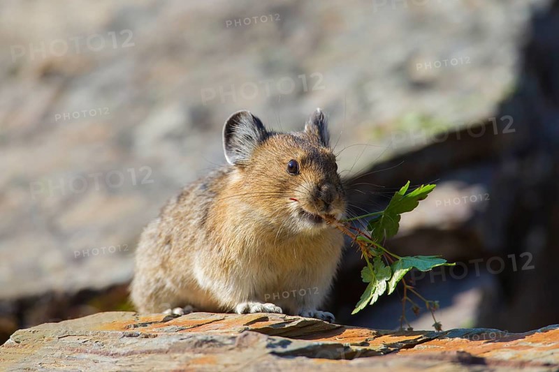 American pika