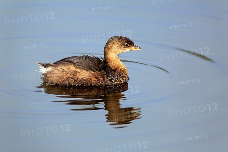 Pied-billed grebe