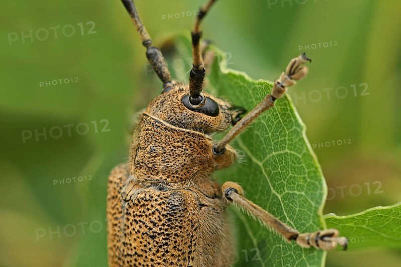 Large poplar buck