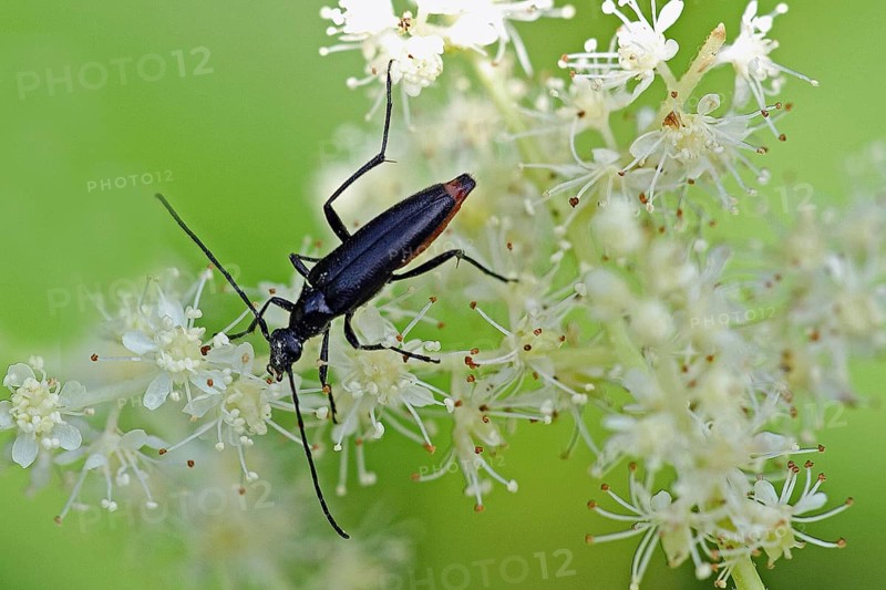 Black lesser buck
