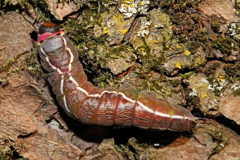 Greater fork tail