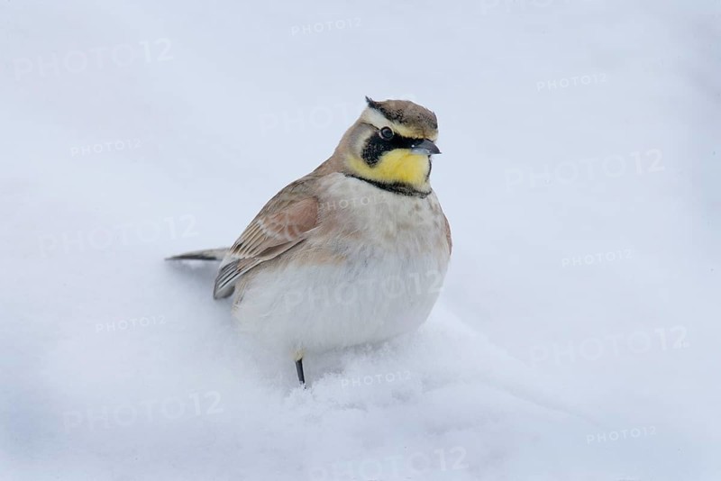 Shore Lark