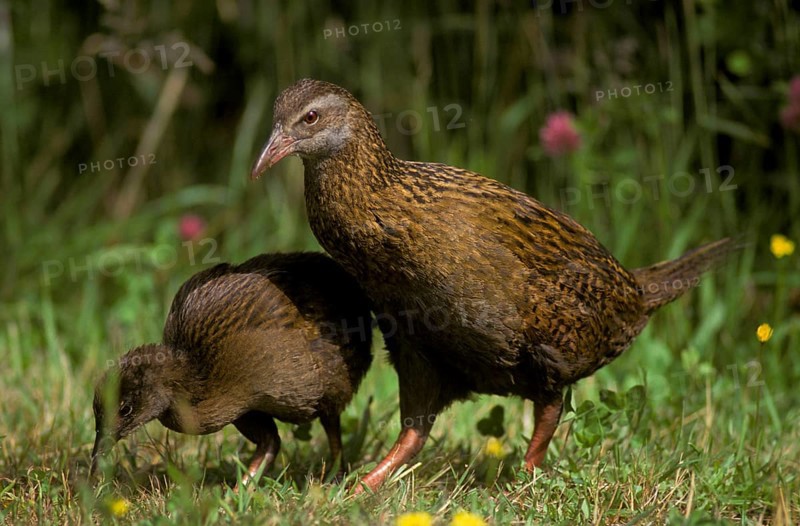 Weka