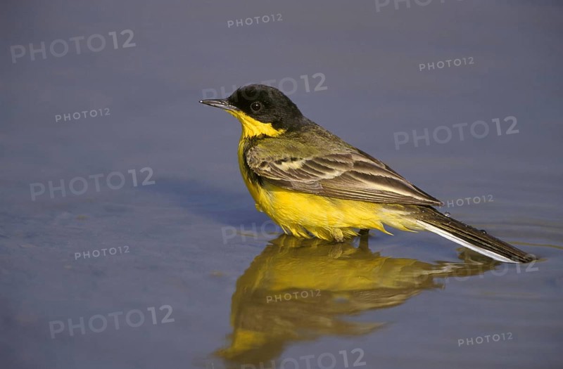 Black-headed Wagtail