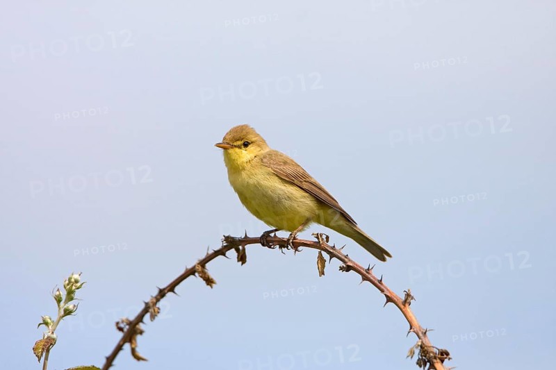 Melodious warbler