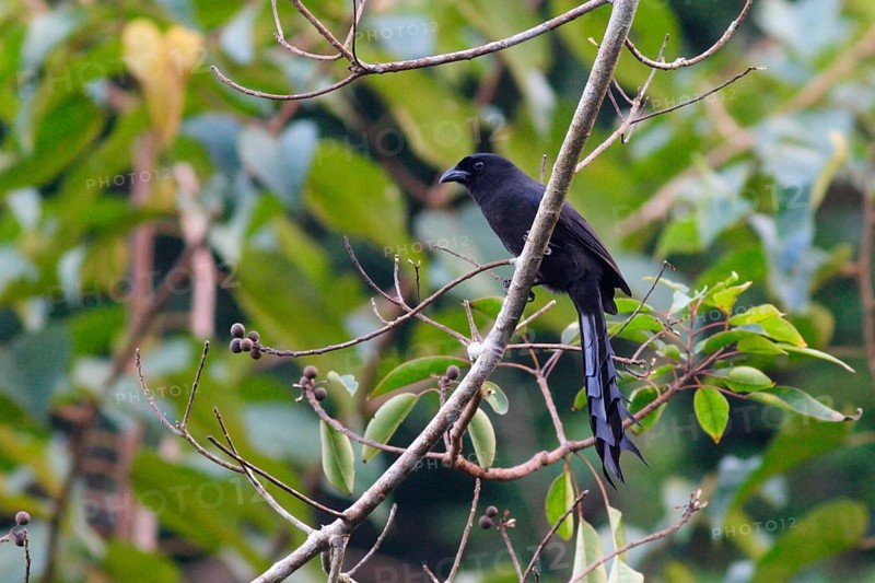 Ladder-tailed Treepie