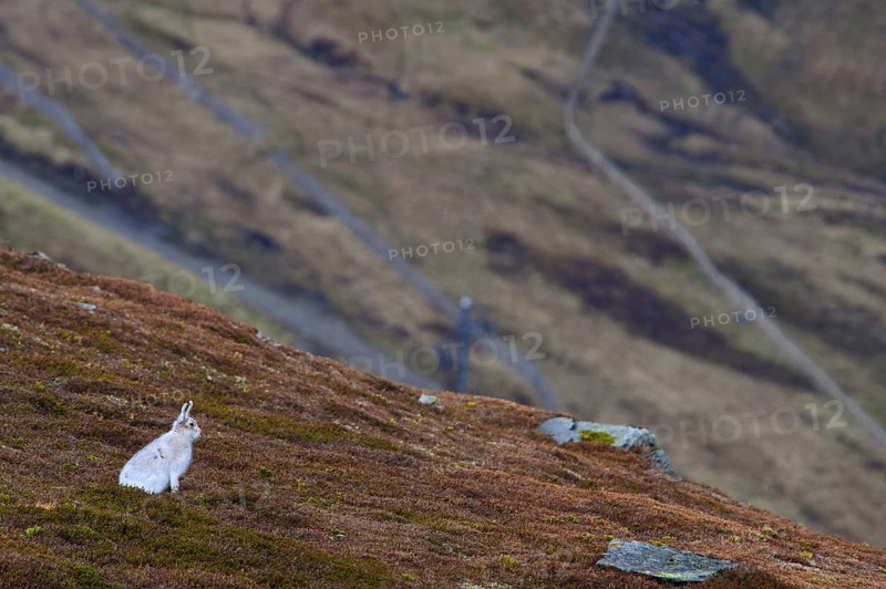 Mountain hare